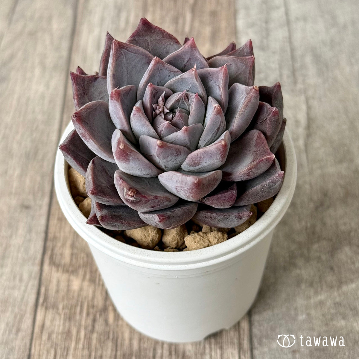 *新入荷* フレスコ