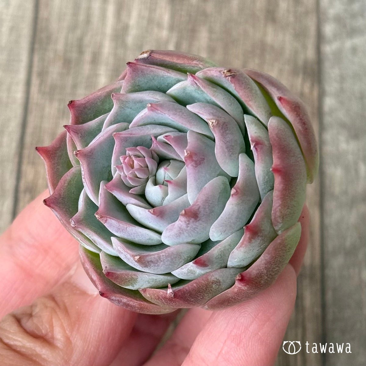 *新入荷* ロンリーハート