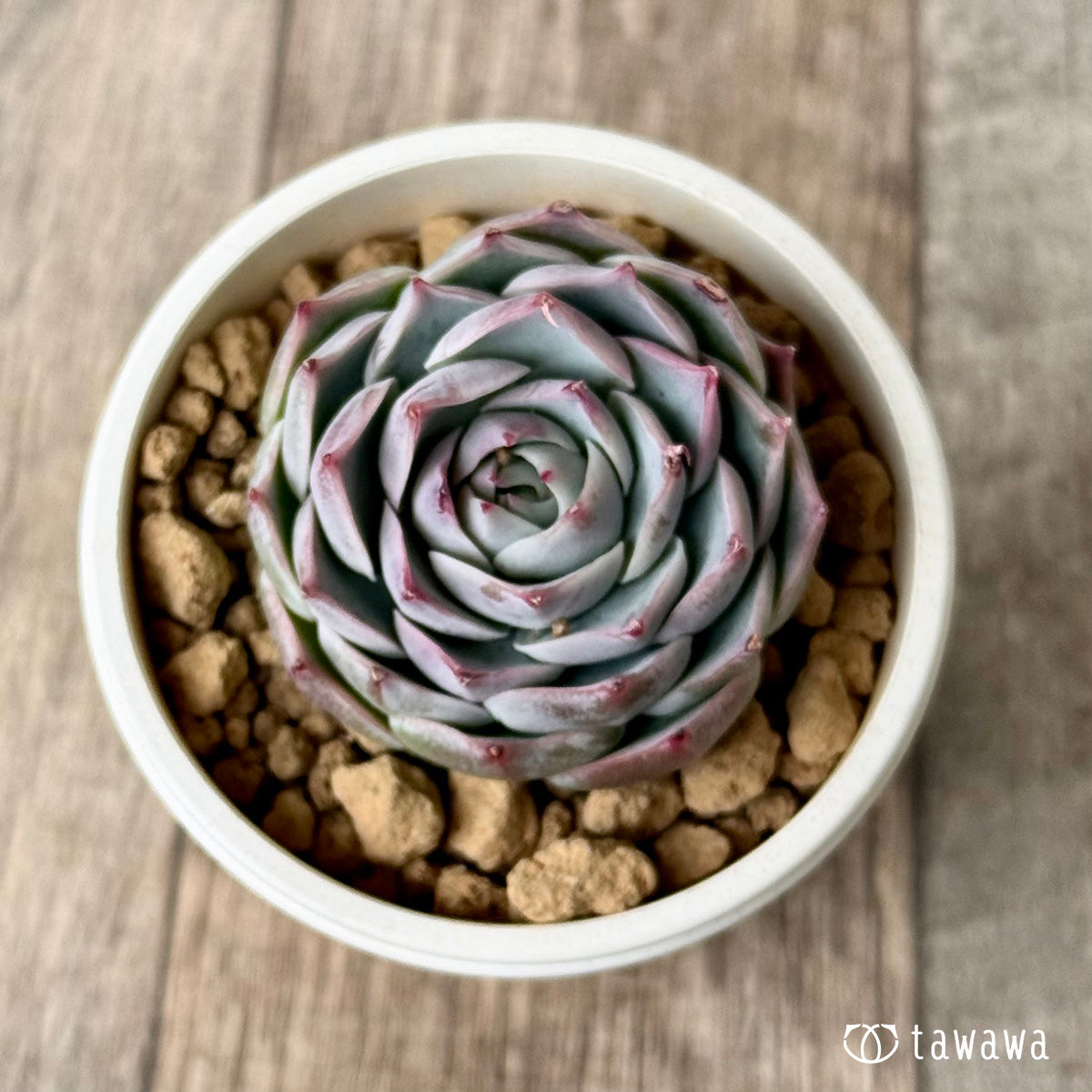 *新入荷* ロンリーハート