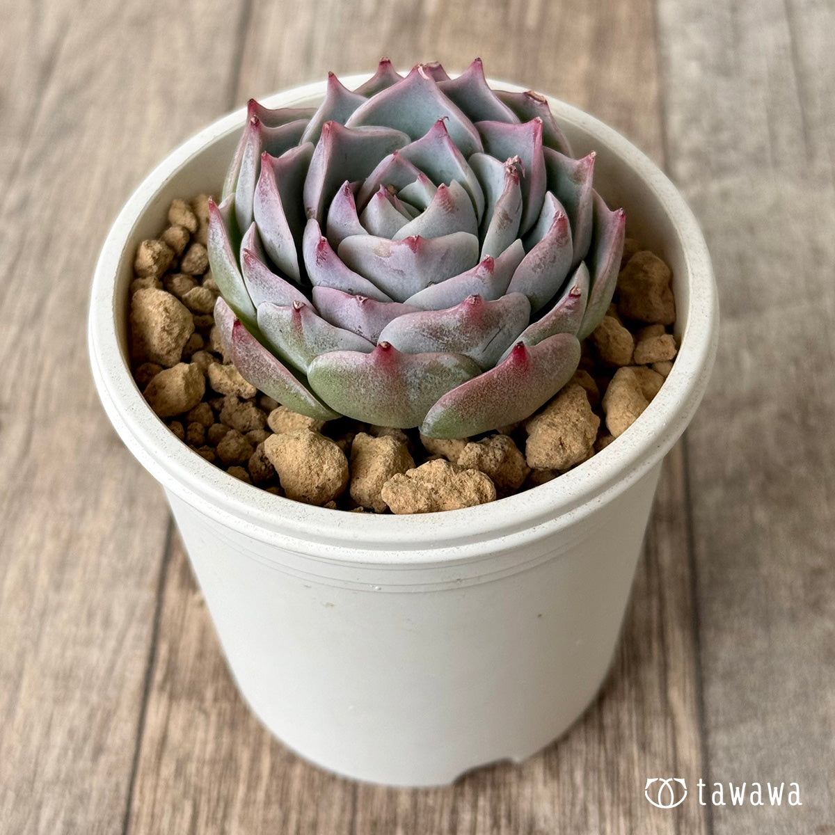 *新入荷* ロンリーハート