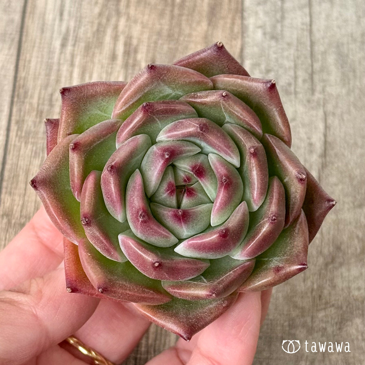 1/27発売】フローラ – 多肉植物の通販・販売サイト tawawa