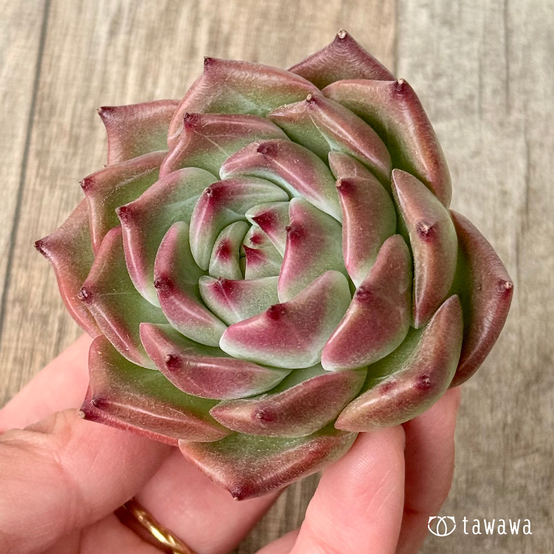 New Arrival* Cubic Frost