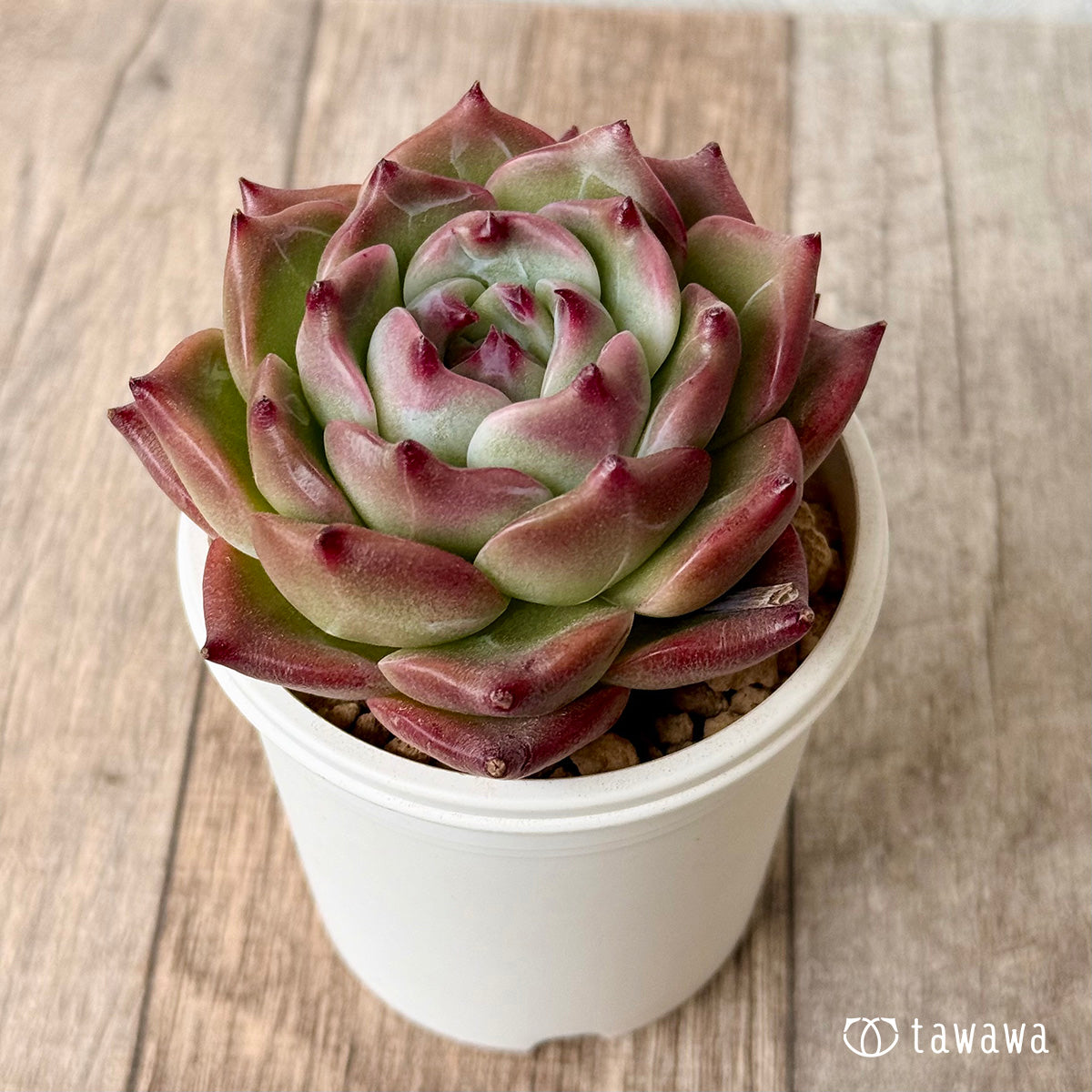 New Arrival* Cubic Frost