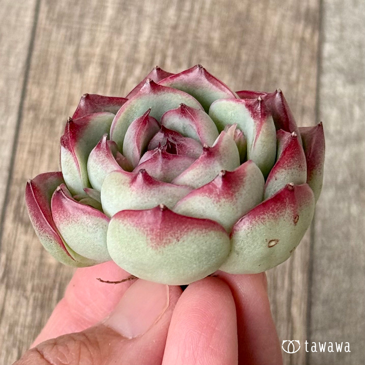 New Arrivals: Ice Green