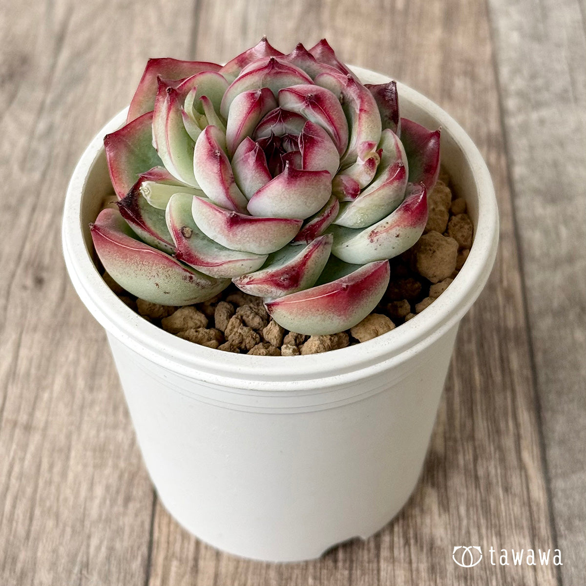 New Arrivals: Ice Green