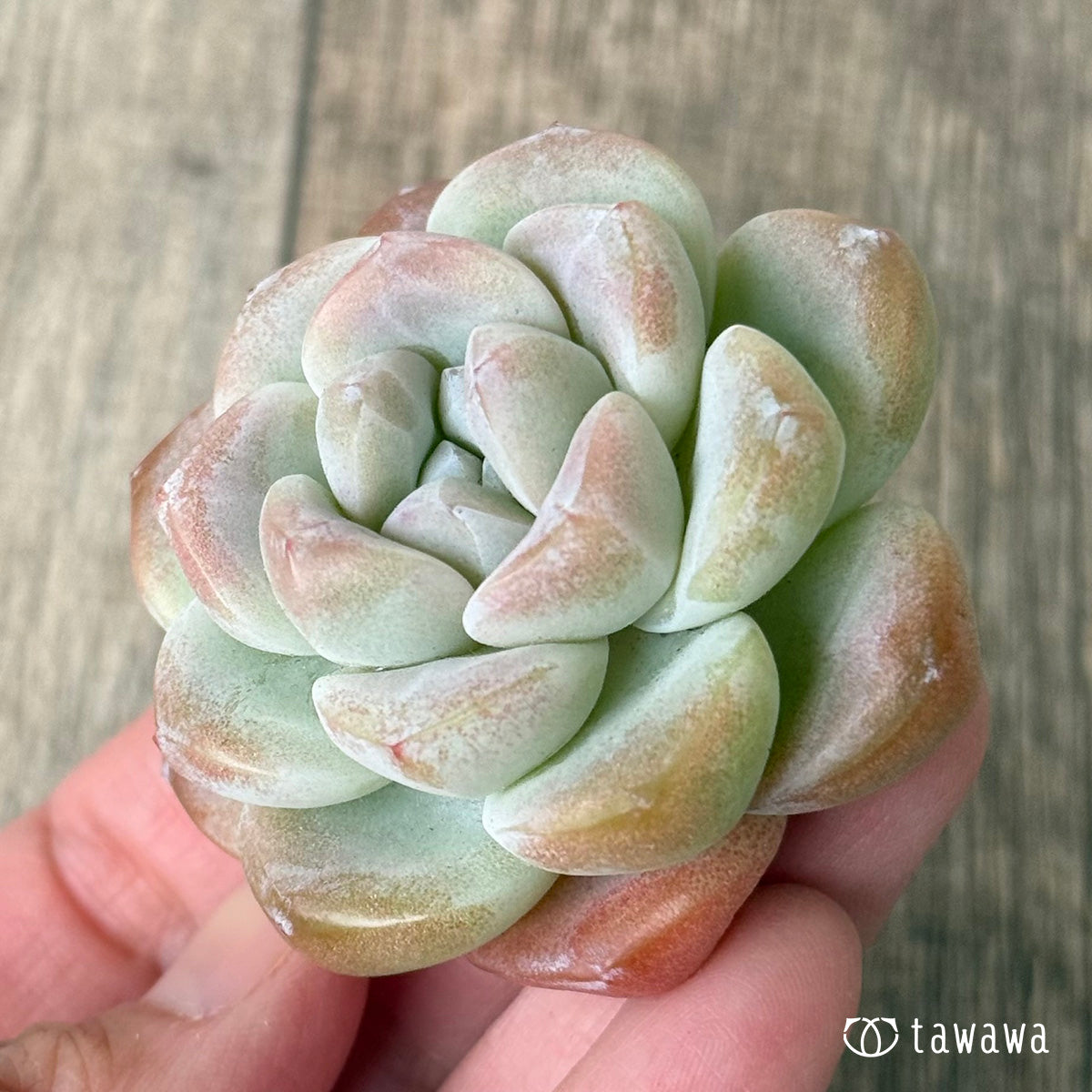 *新入荷* アイスグリーン①