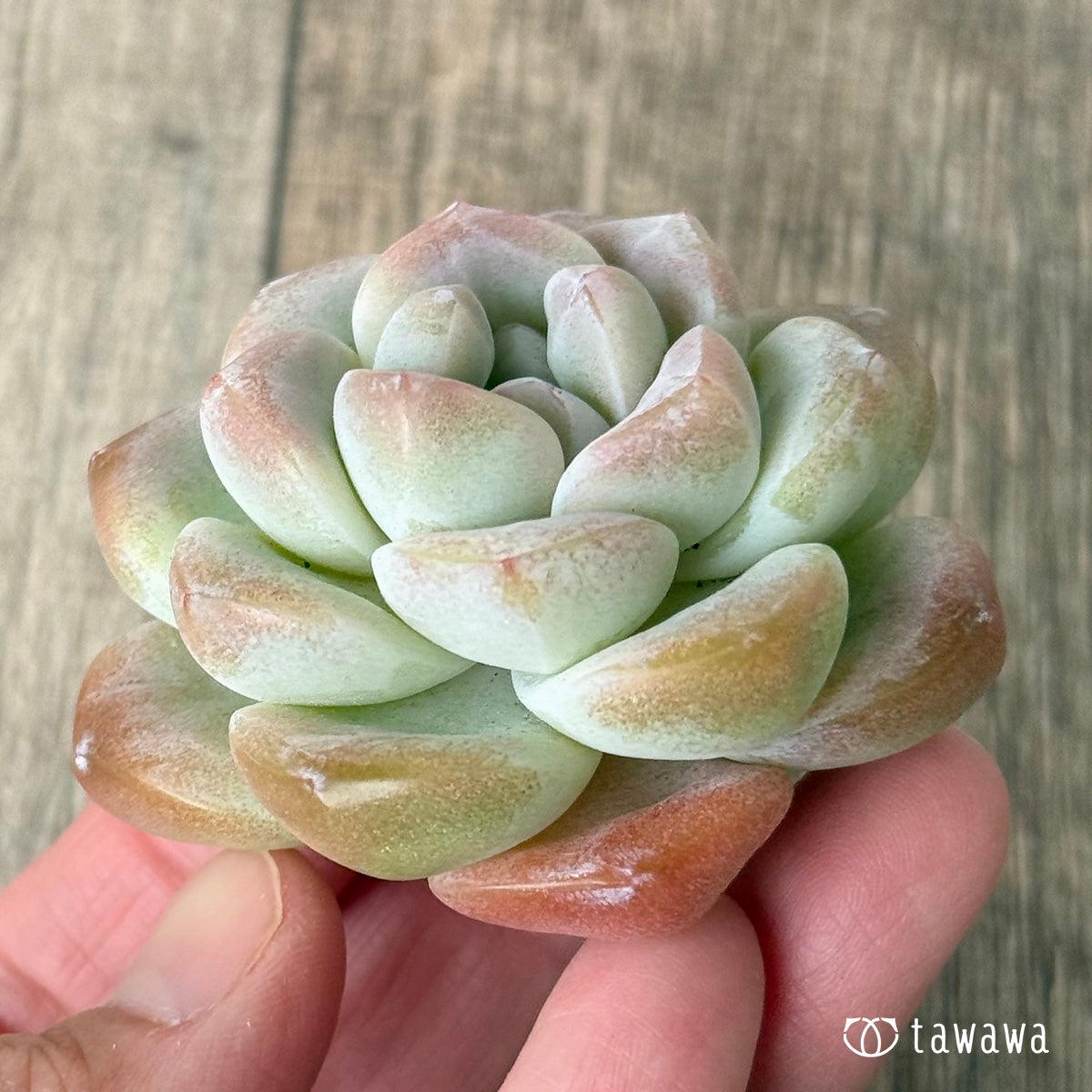 New Arrivals: Ice Green