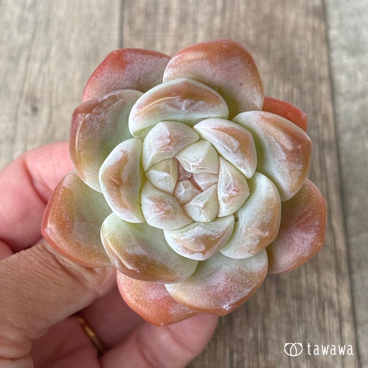 *新入荷* アイスグリーン②