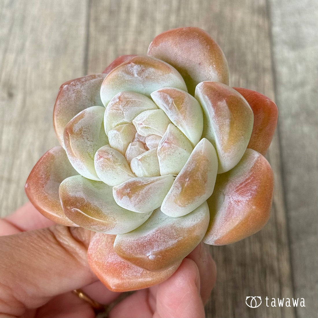 New Arrivals: Ice Green