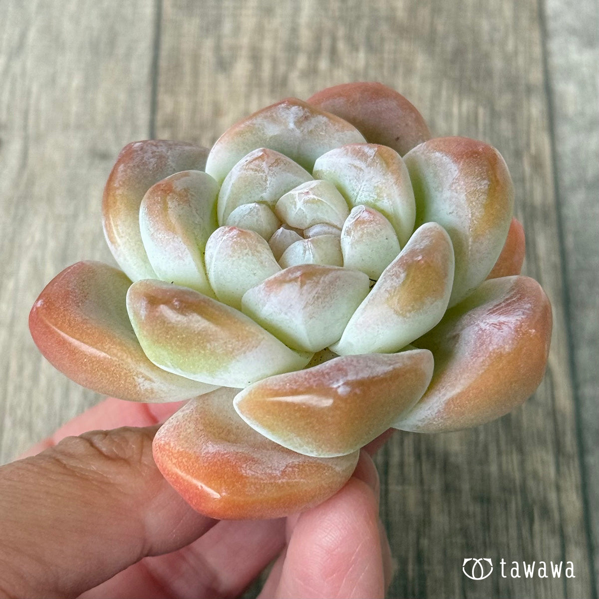 *新入荷* アイスグリーン②