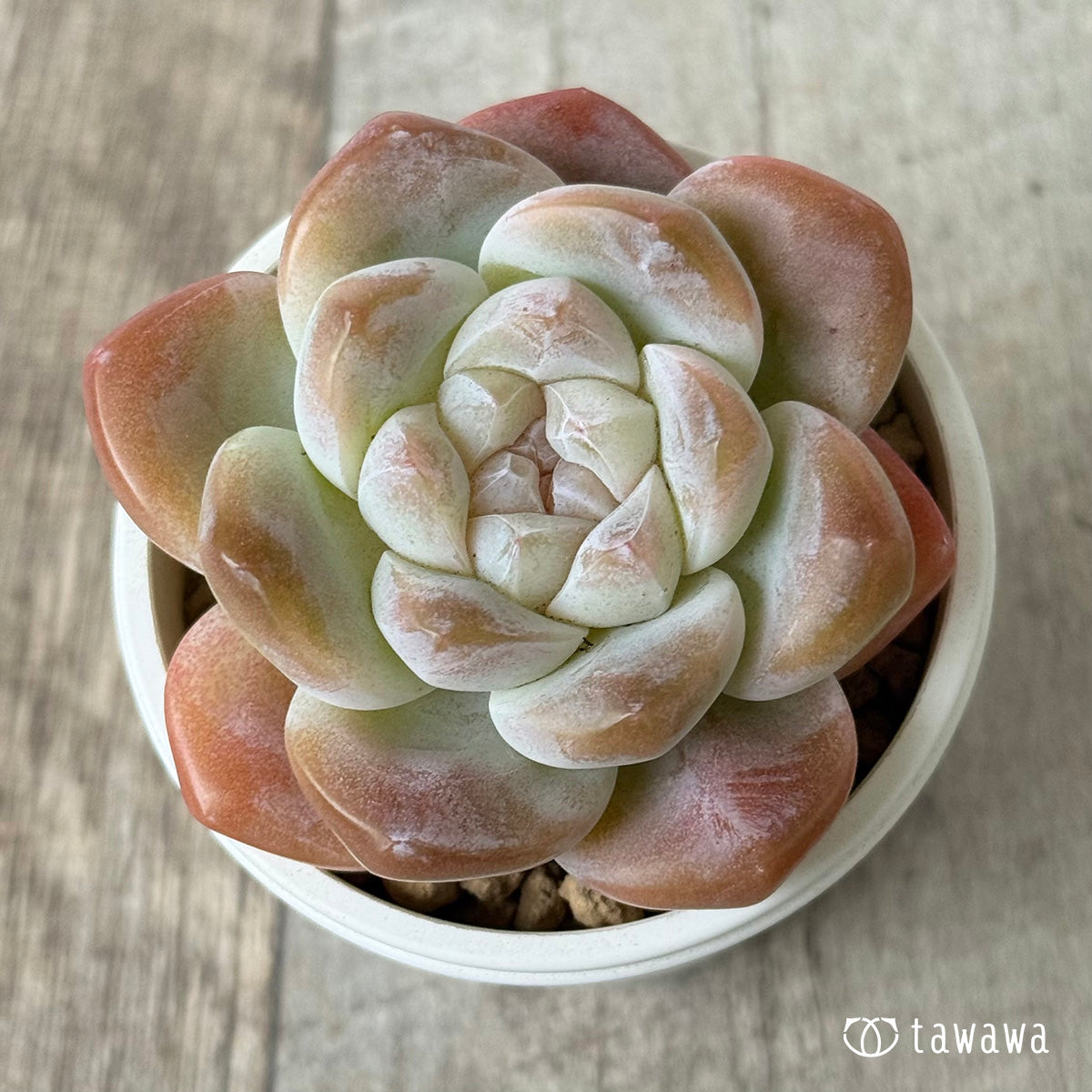 *新入荷* アイスグリーン②