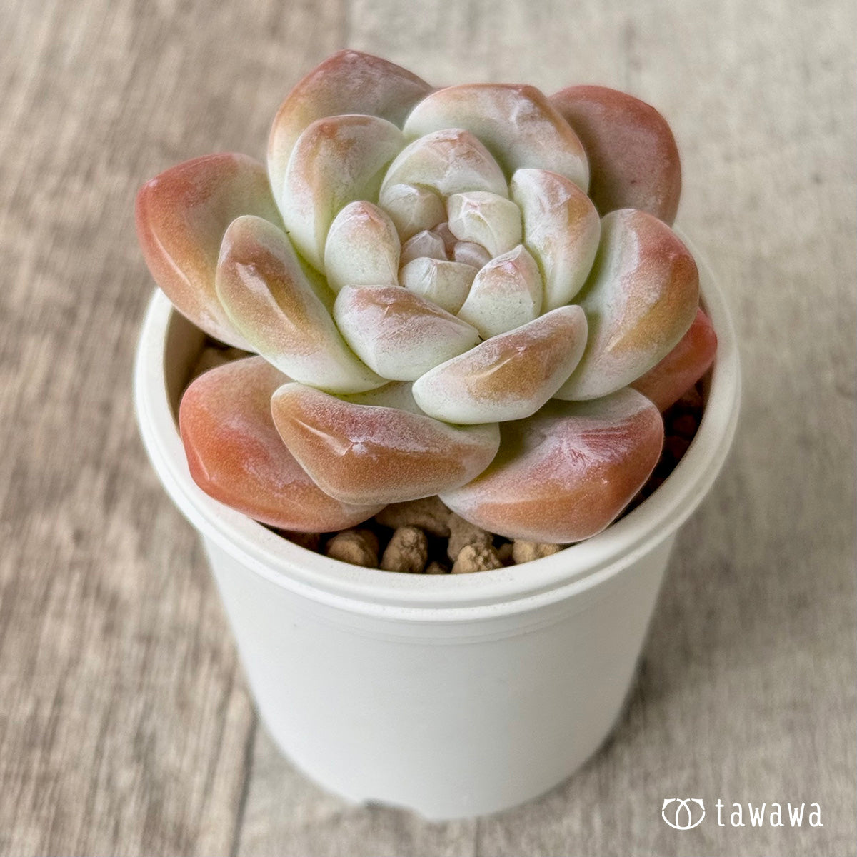 *新入荷* アイスグリーン②