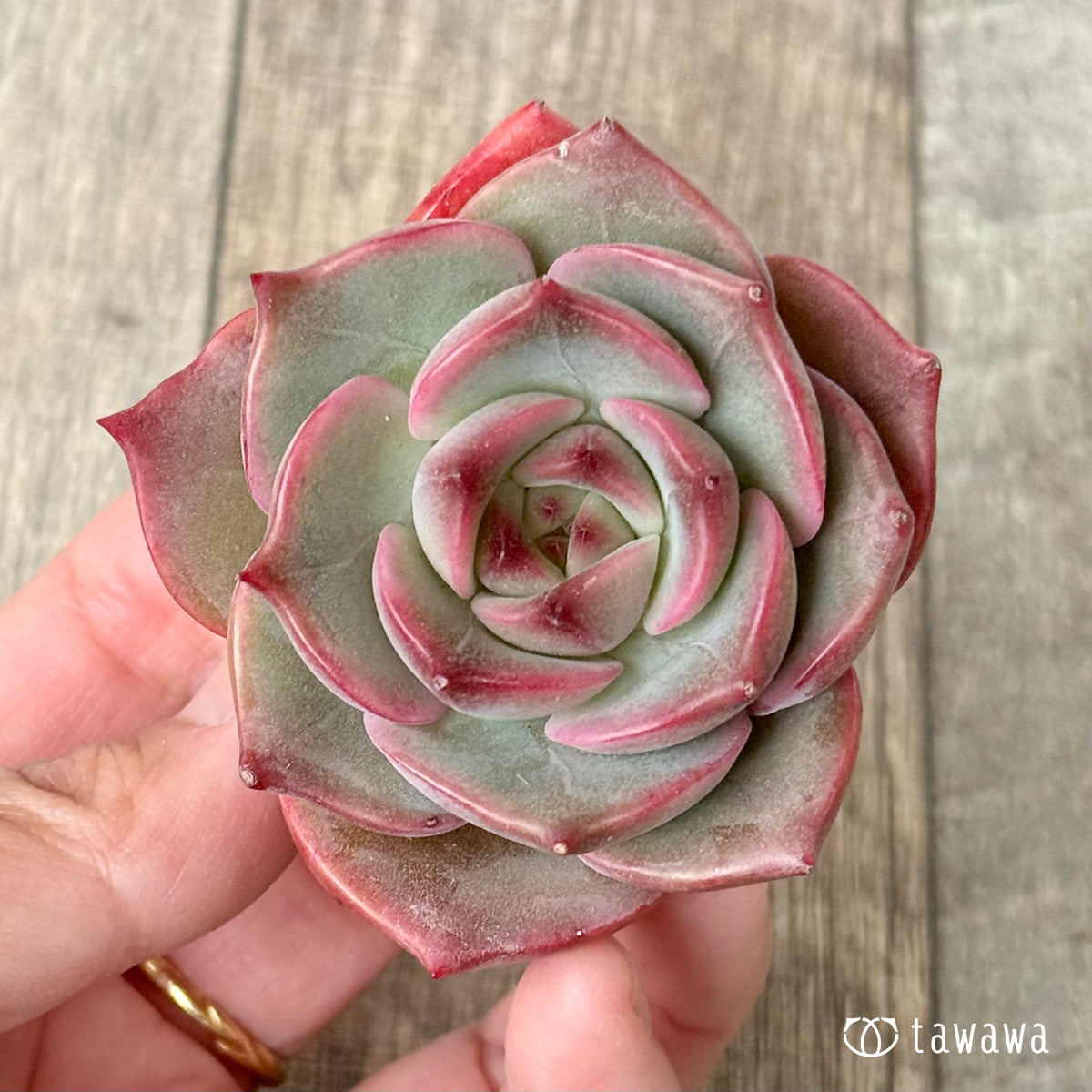 Amabile – 多肉植物の通販・販売サイト tawawa