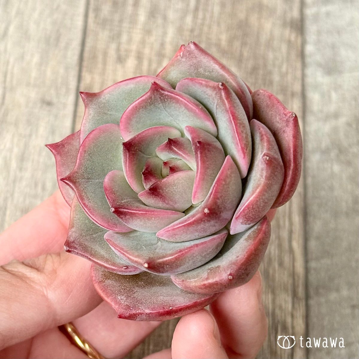 *新入荷* アンジェリーナ