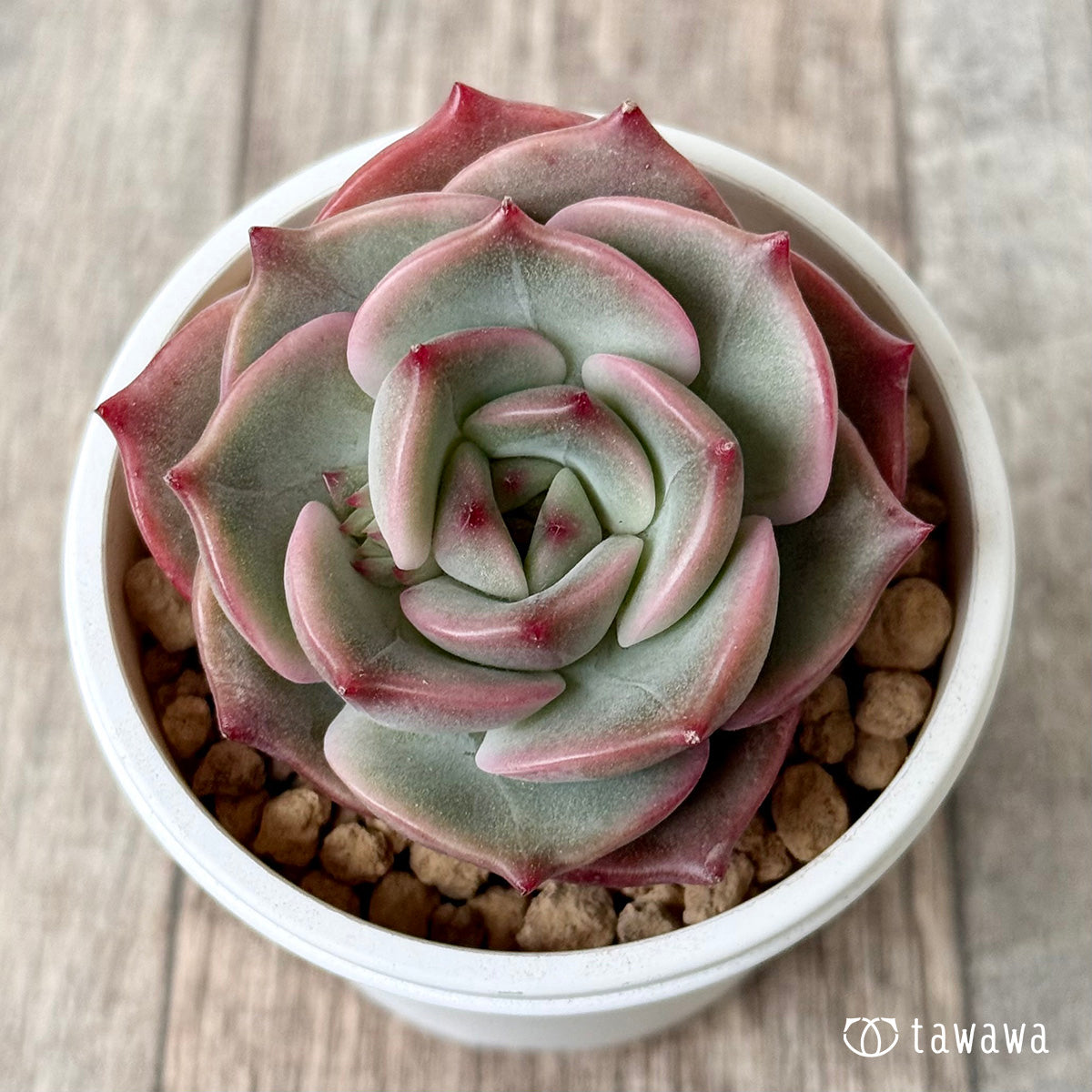 *新入荷* アンジェリーナ