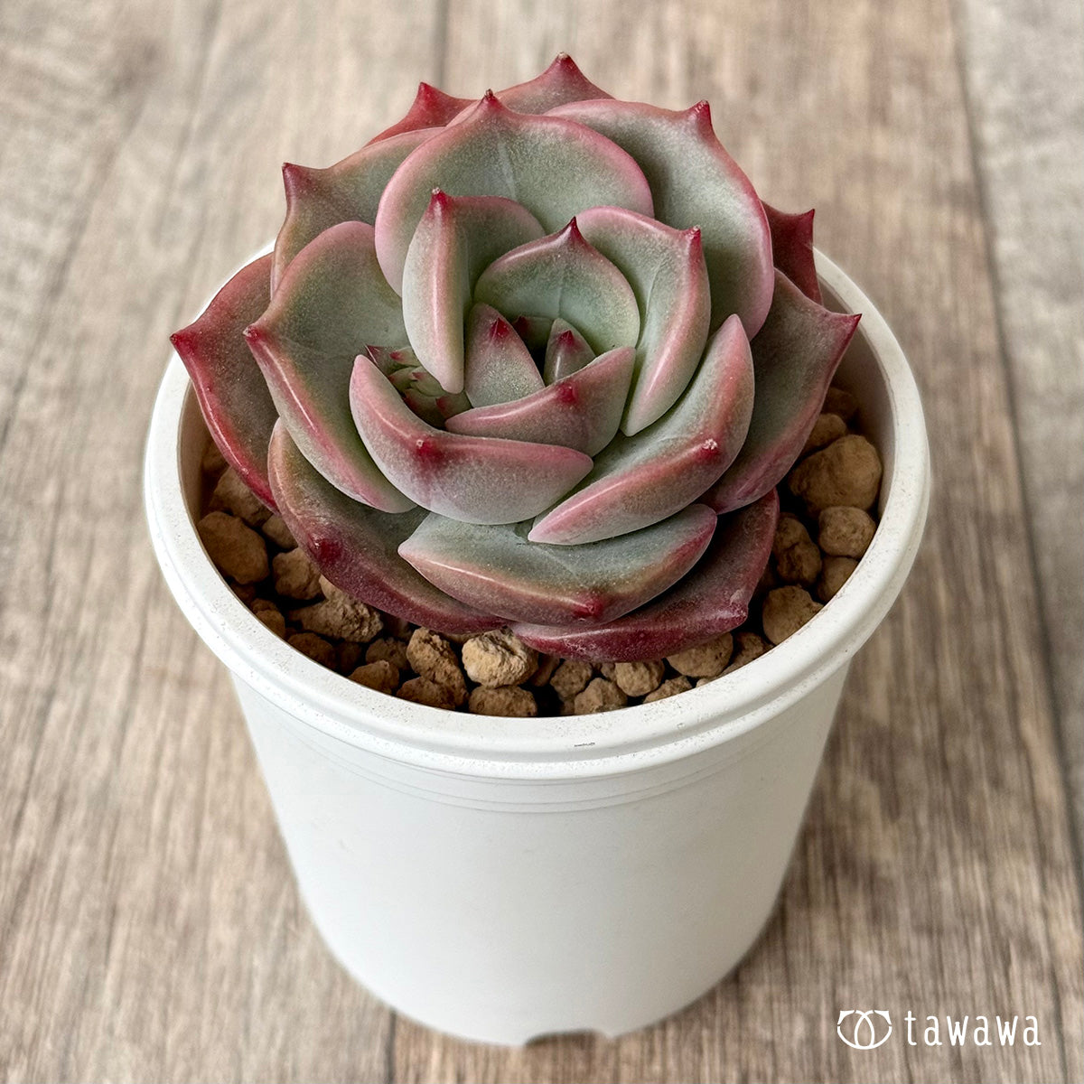 *新入荷* アンジェリーナ