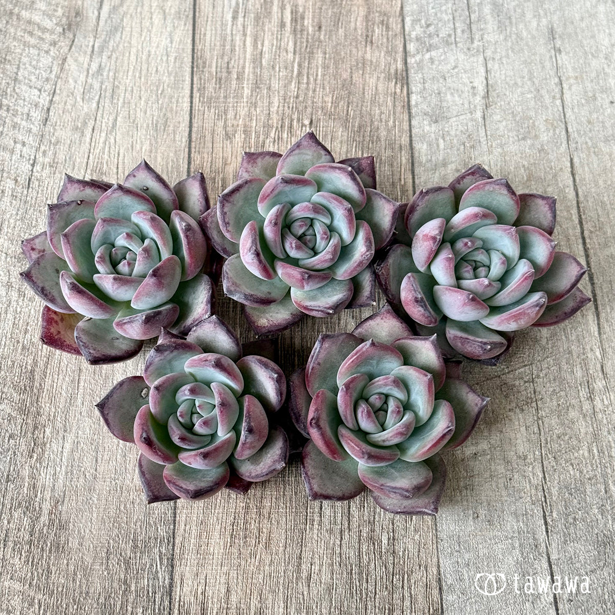 New Arrival* Cubic Frost