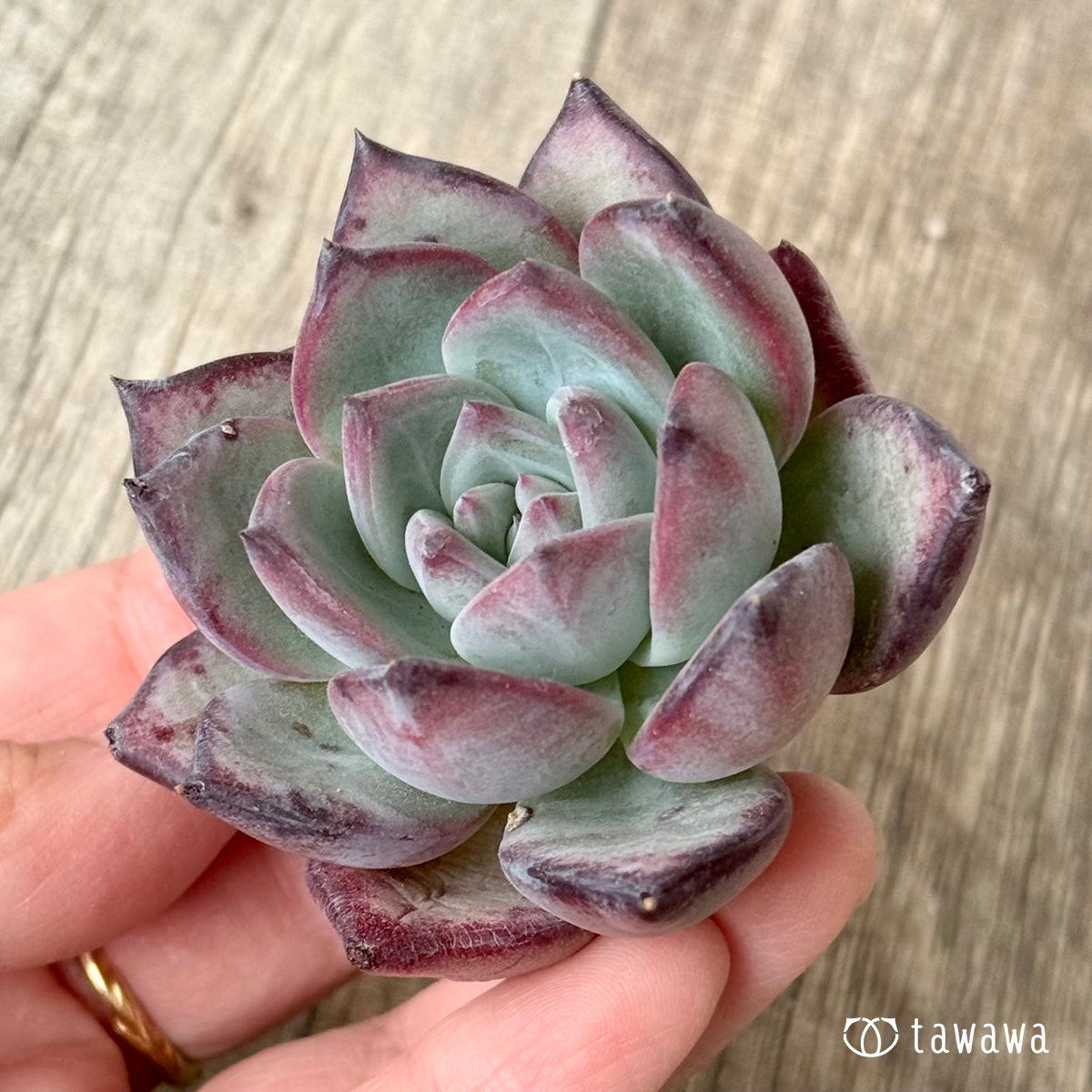 New Arrival* Cubic Frost