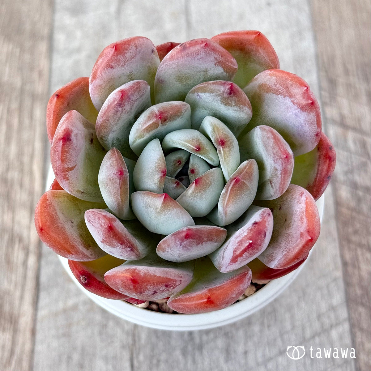 스타마크