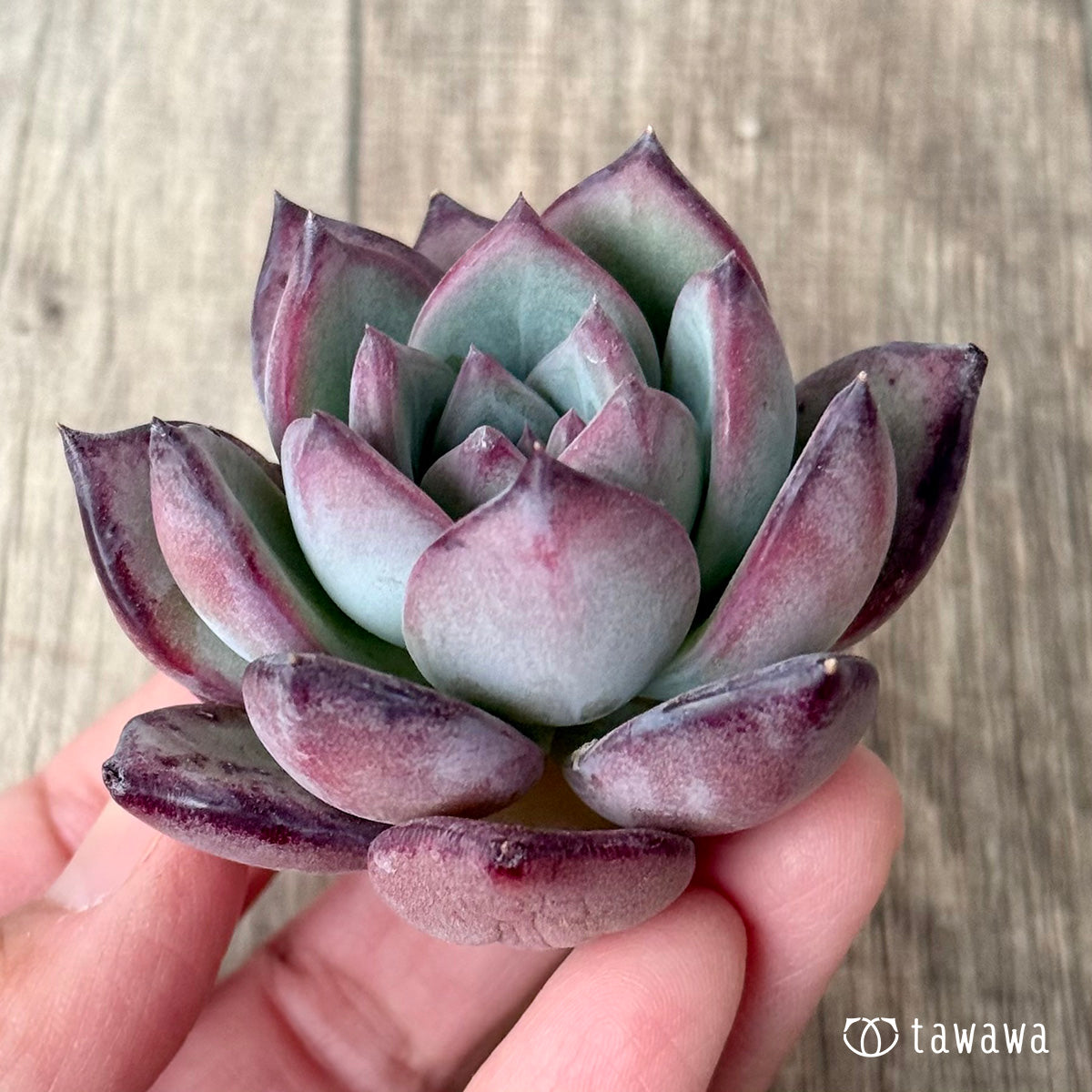 *新入荷* クリームスカイ