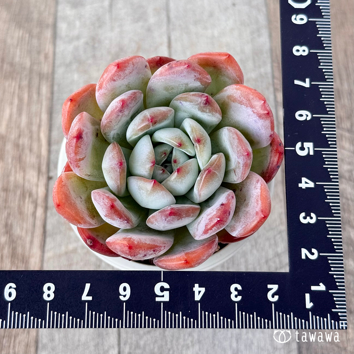 New Arrival* Star Mark