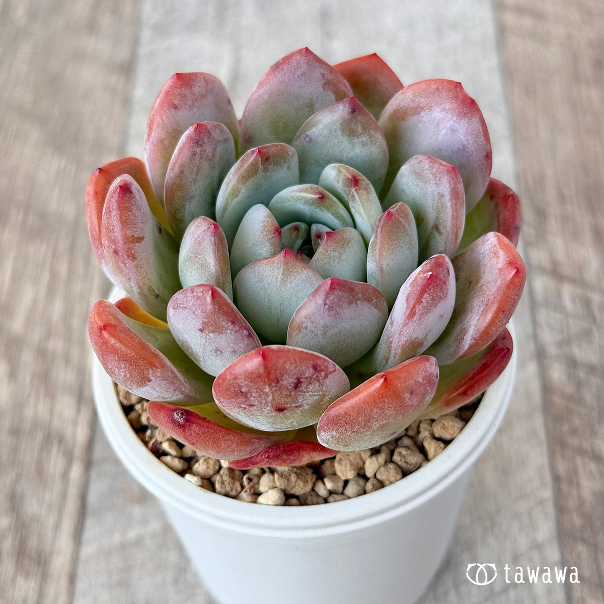 스타마크