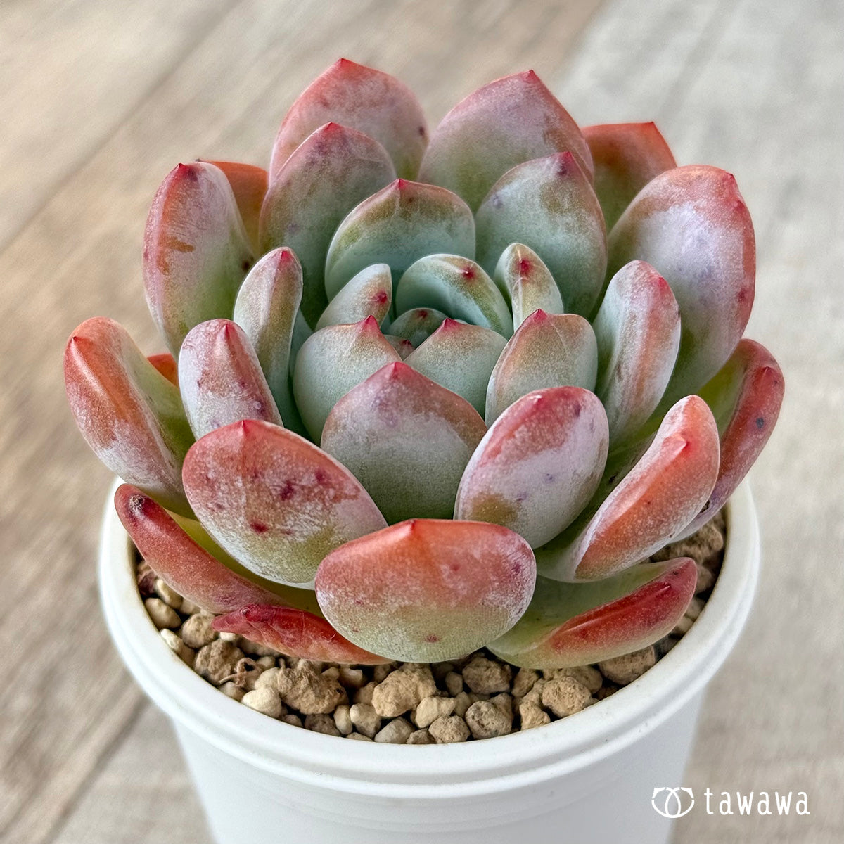 스타마크