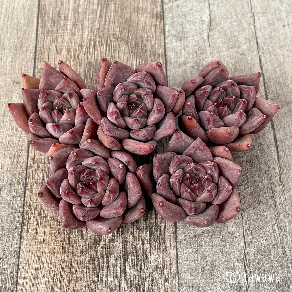 Red Mountain