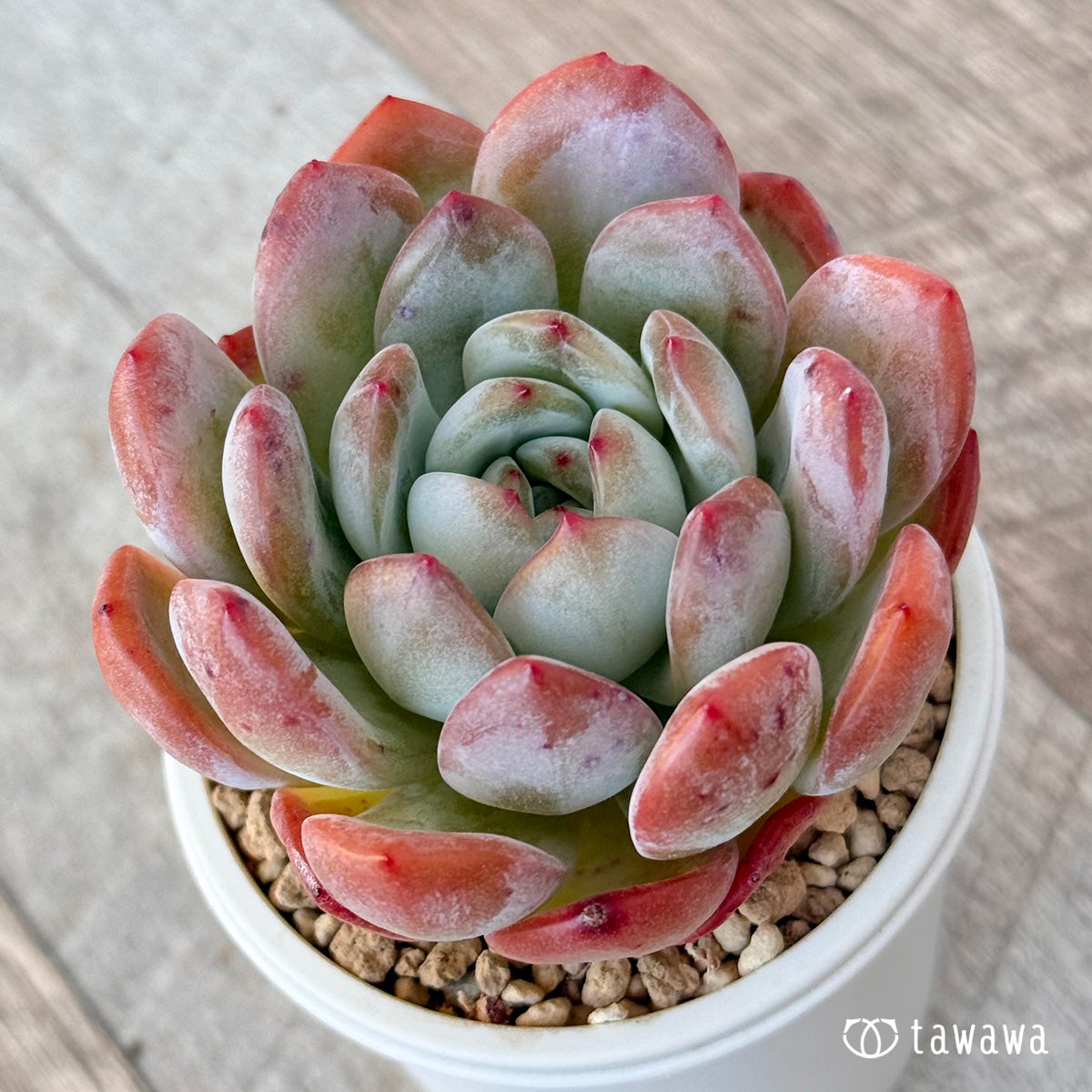 스타마크