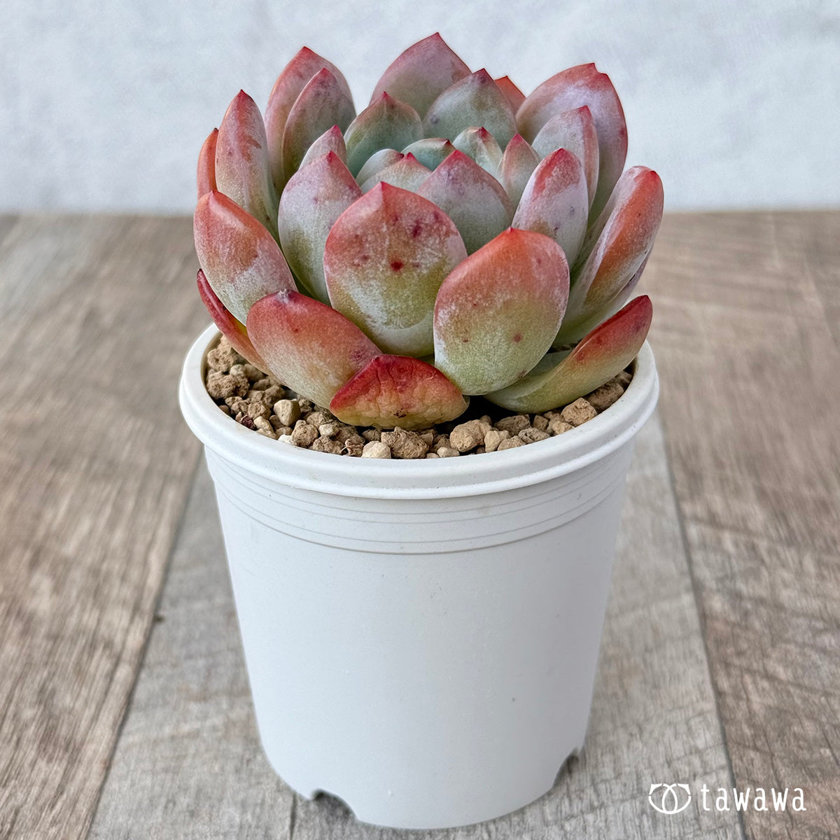 New Arrival* Star Mark
