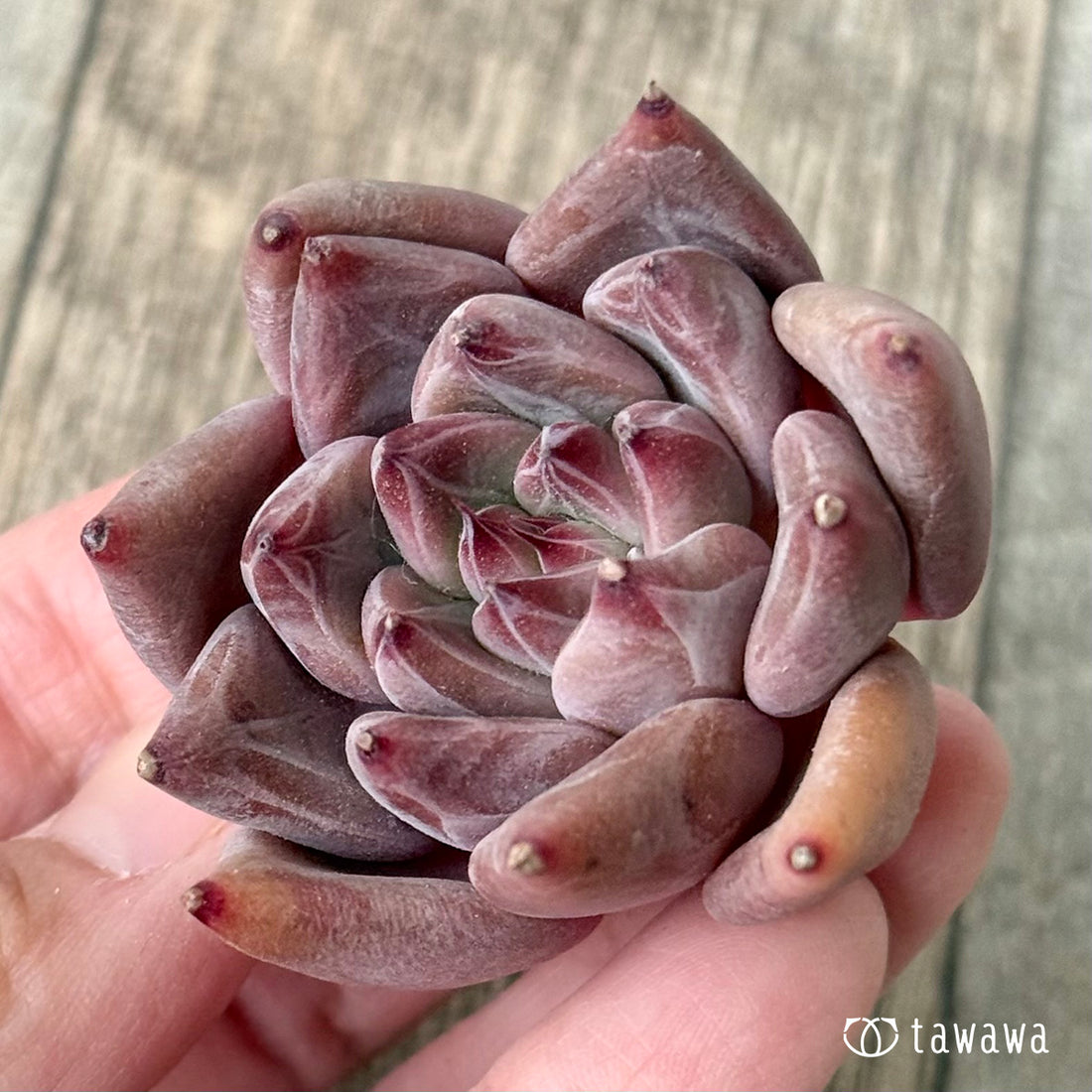 *新入荷* レッドマウンテン