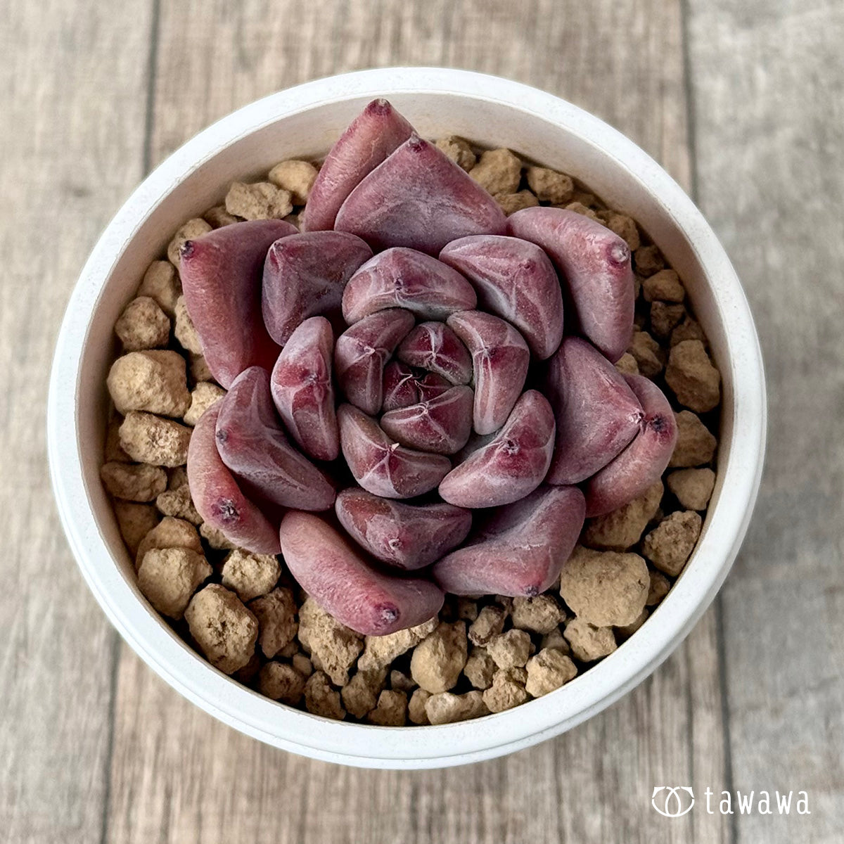 *新入荷* レッドマウンテン