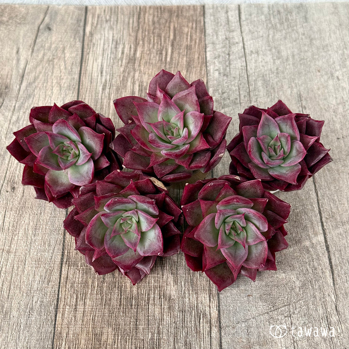 *新入荷* エリング