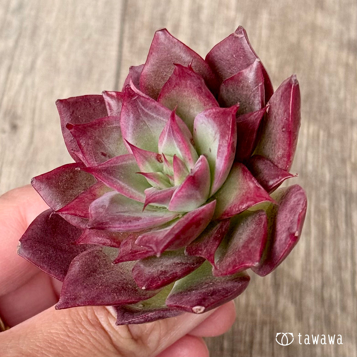 *新入荷* エリング