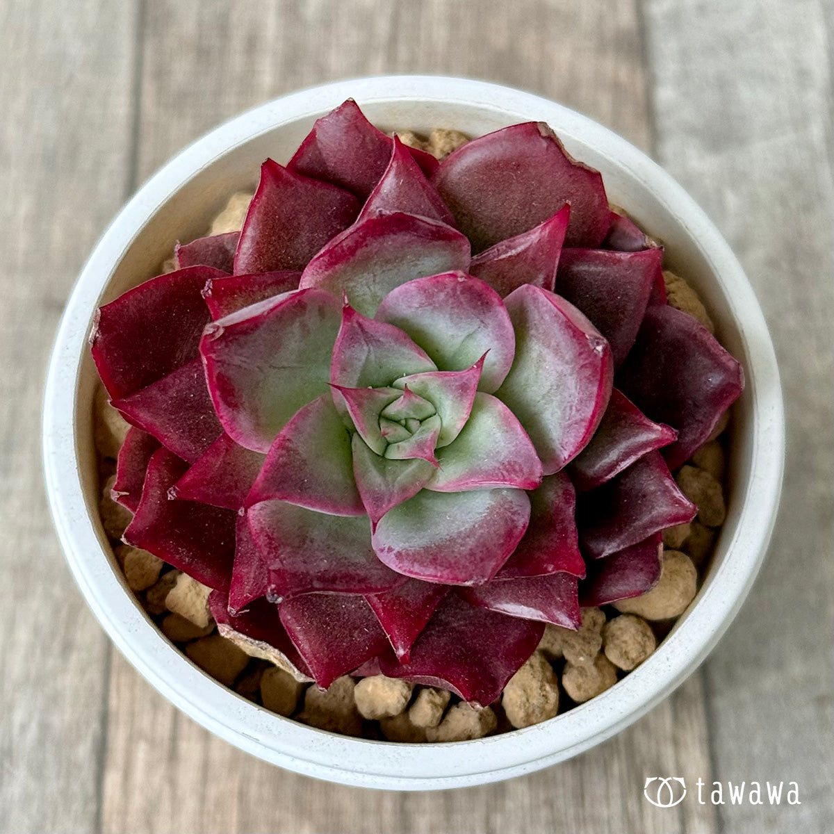 *新入荷* エリング