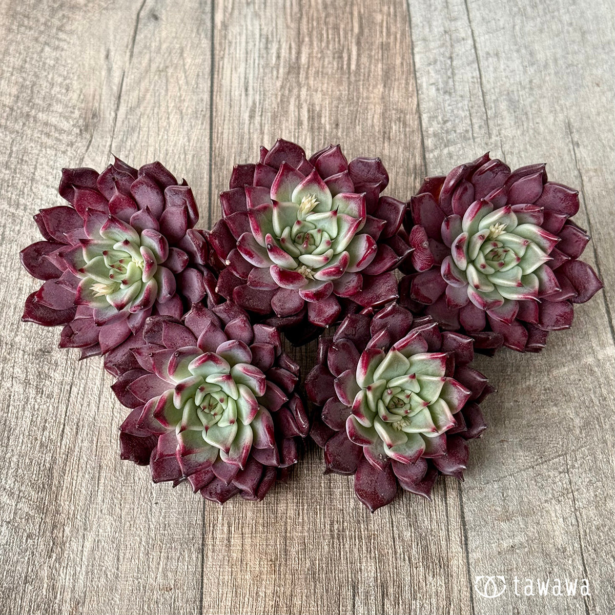 *新入荷* セレンディ