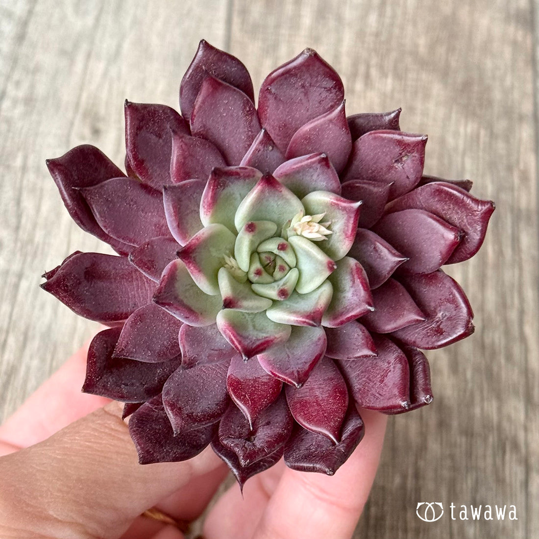 *新入荷* セレンディ