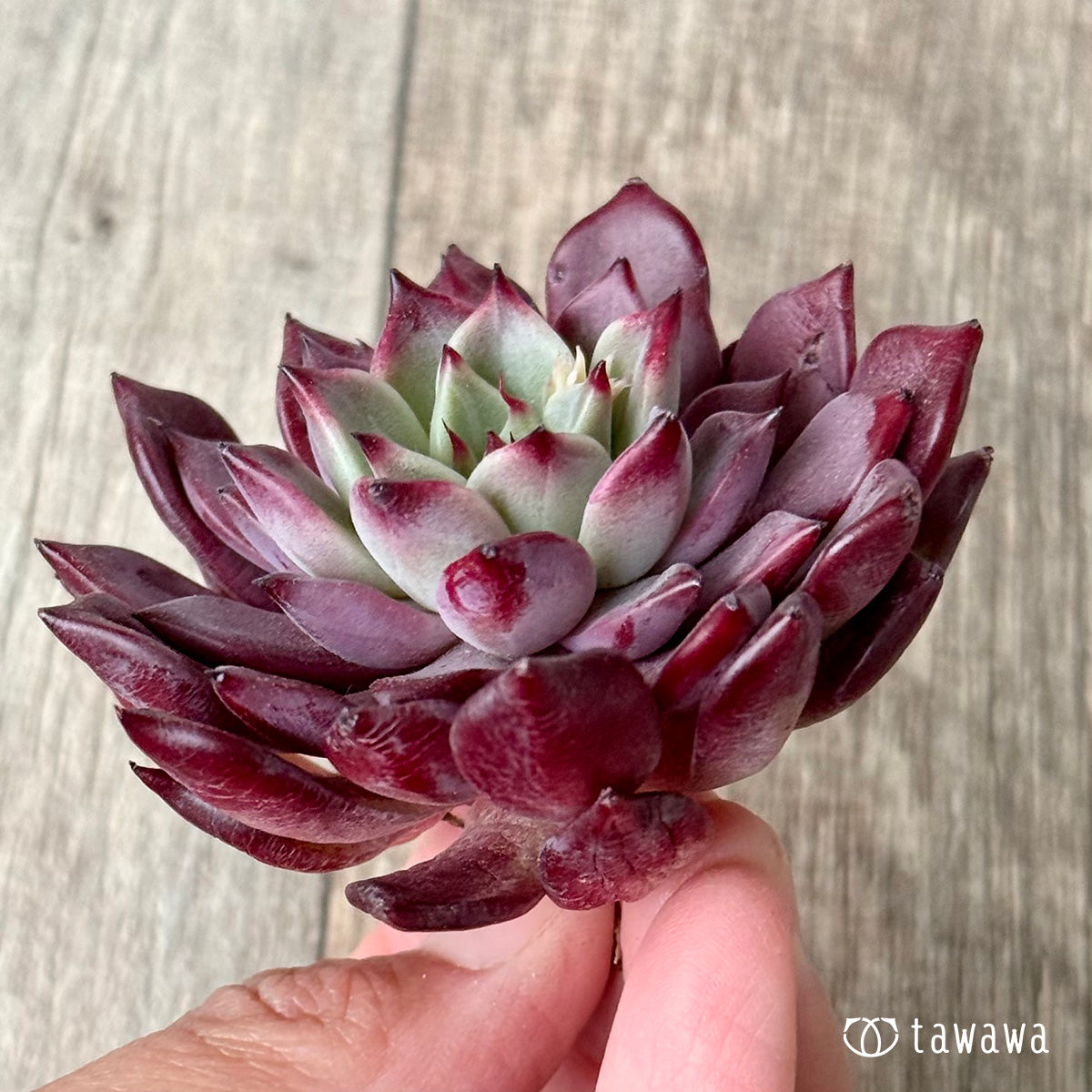 *新入荷* セレンディ