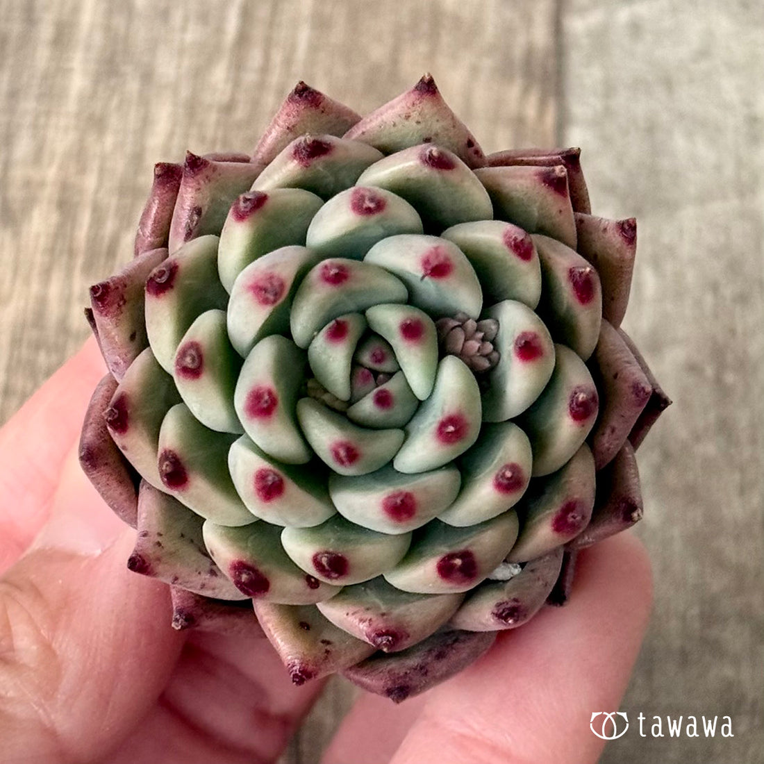 Koroki