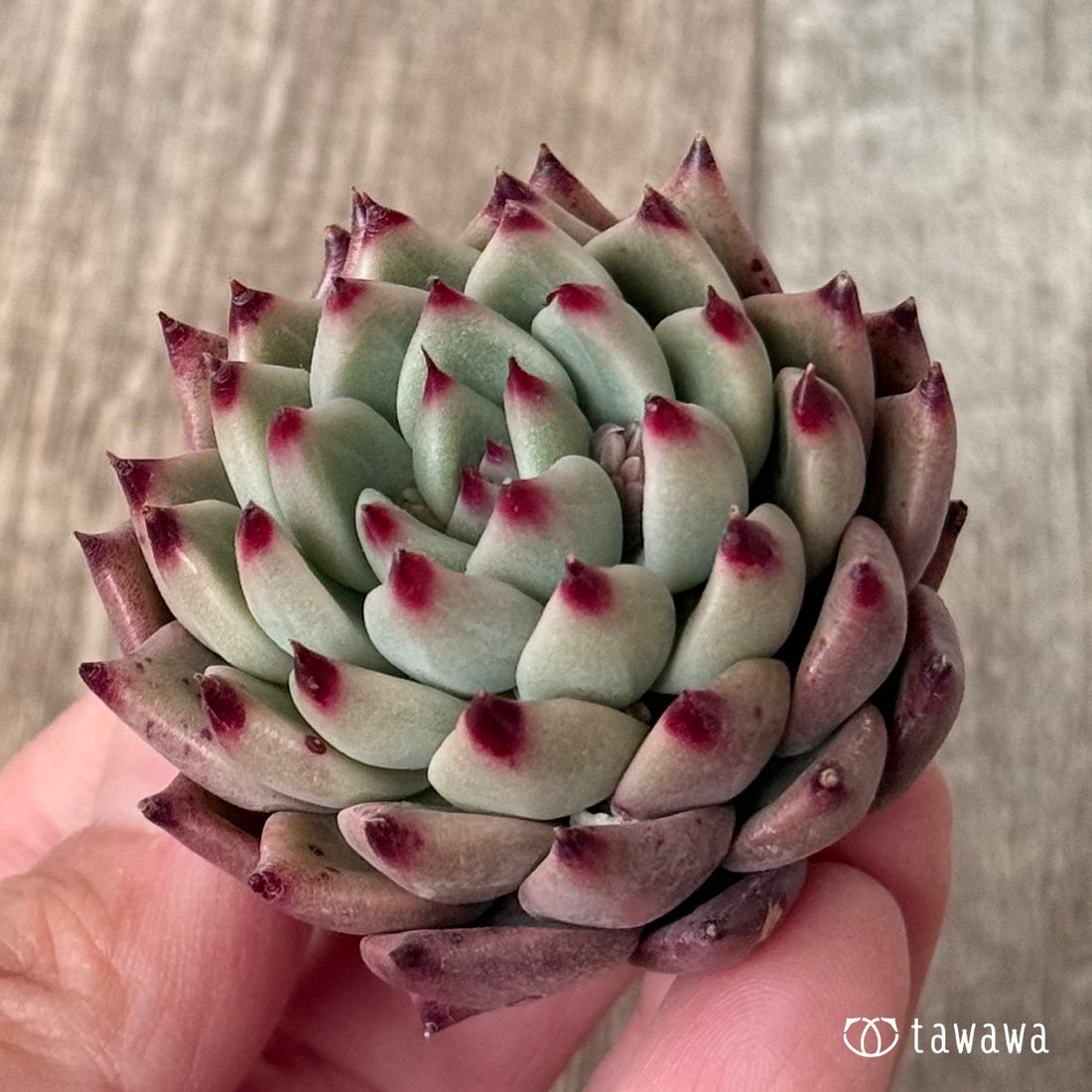 Koroki