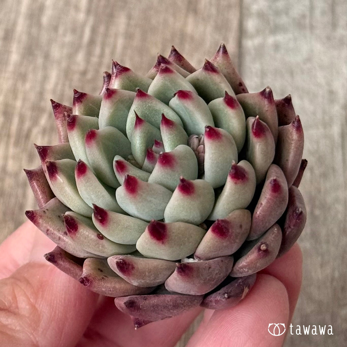 *新入荷* バラード