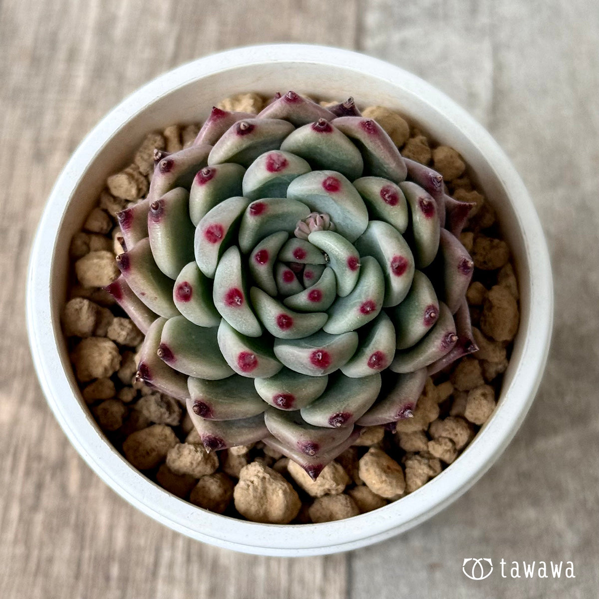 코로키