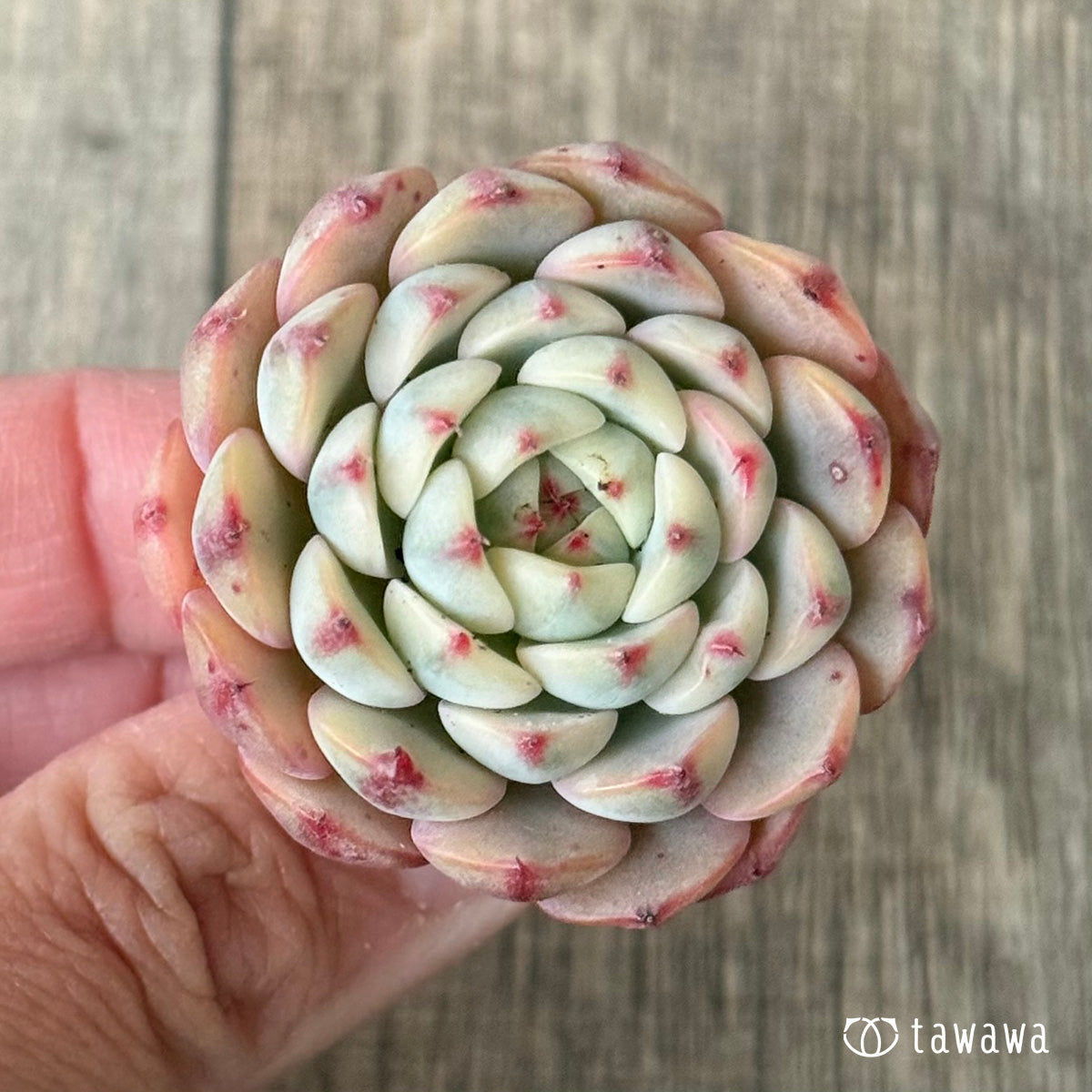 *新入荷* ミニマ錦(約3センチ)