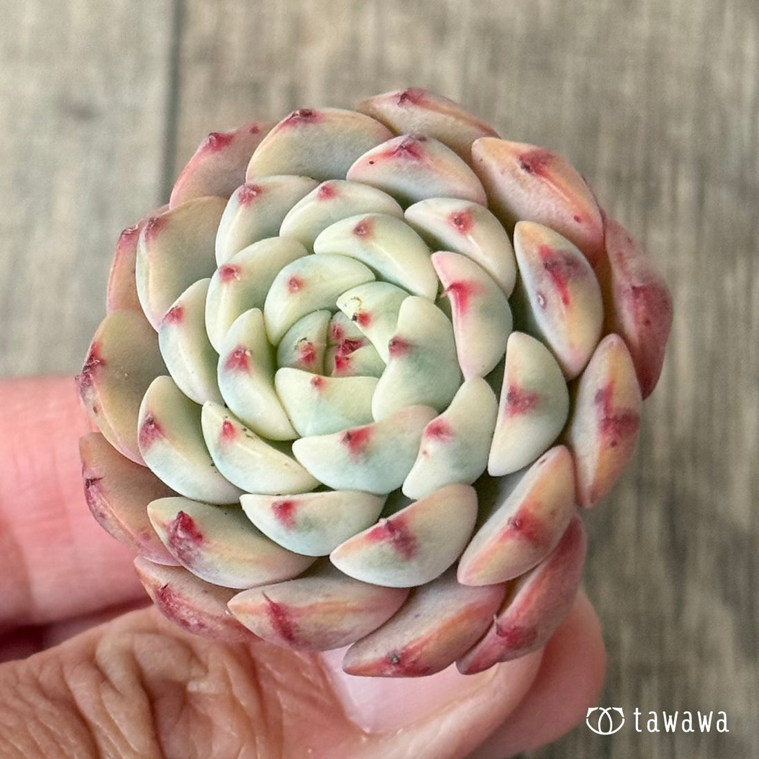 *新入荷* ミニマ錦(約3センチ)