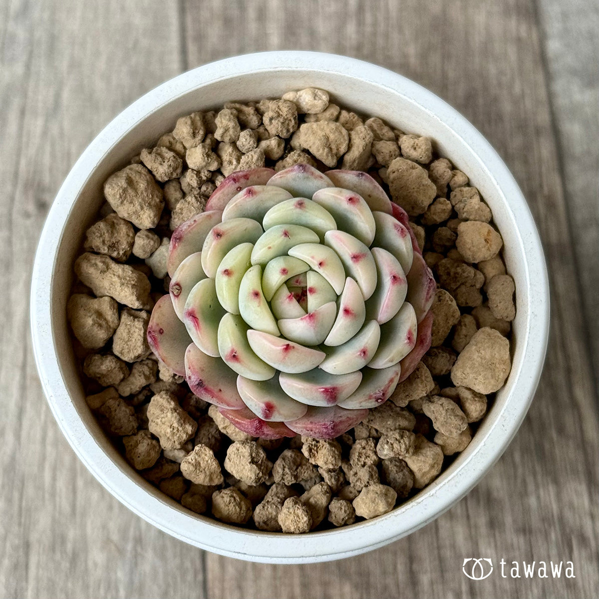 *新入荷* ミニマ錦(約3センチ)