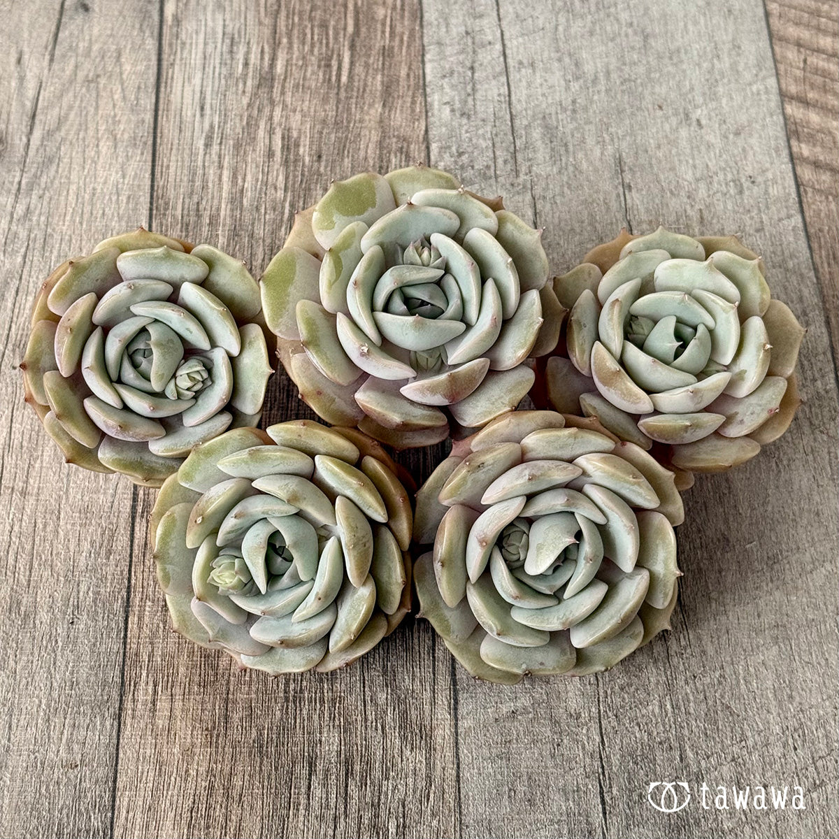 *新入荷* ローラ