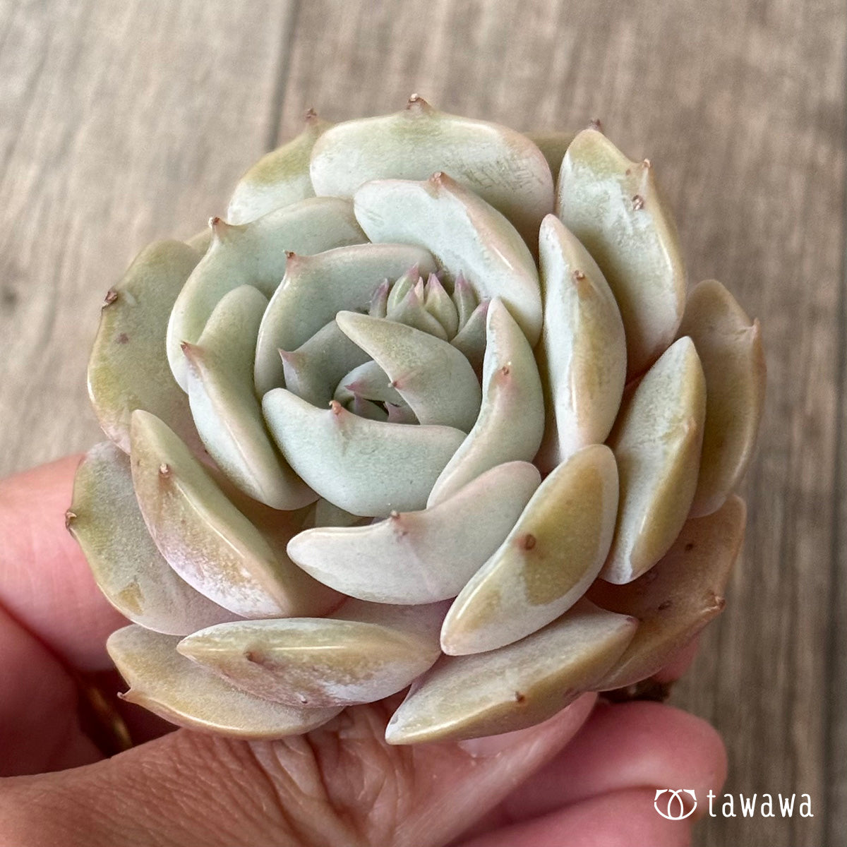 *新入荷* ローラ