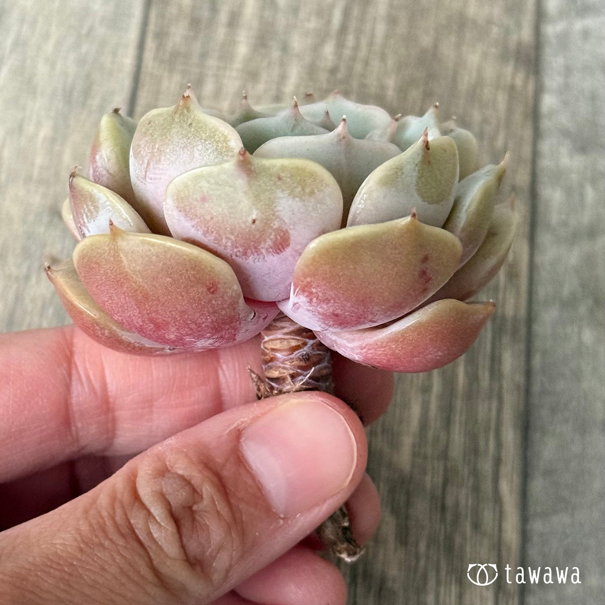 *新入荷* ローラ