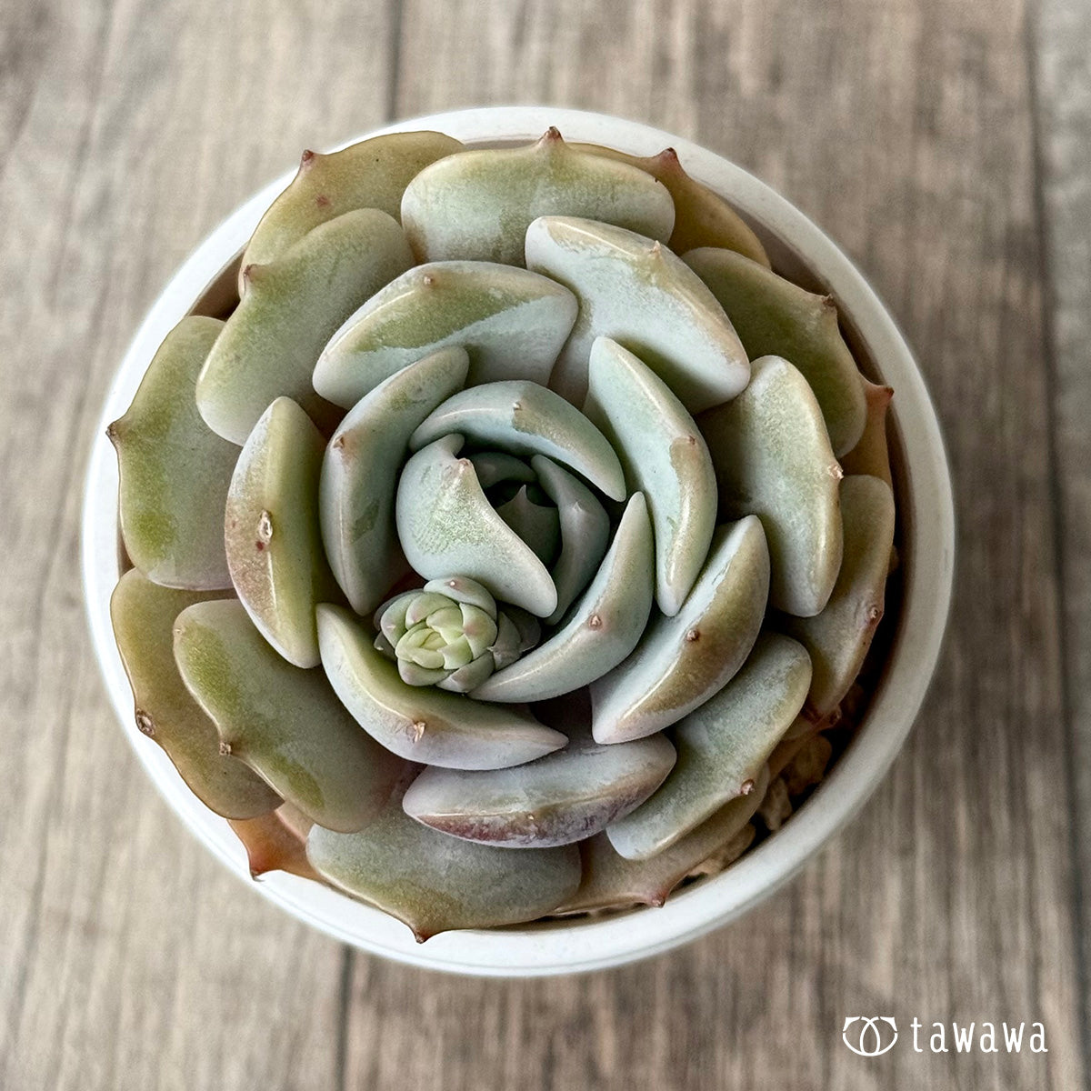 *新入荷* ローラ