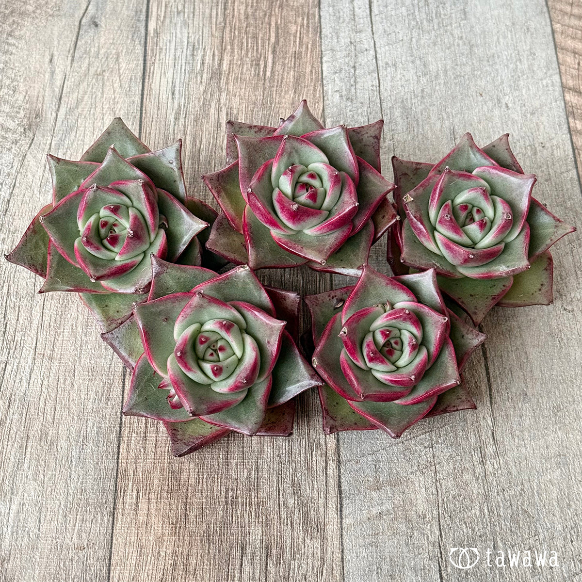 *新入荷* ステラ